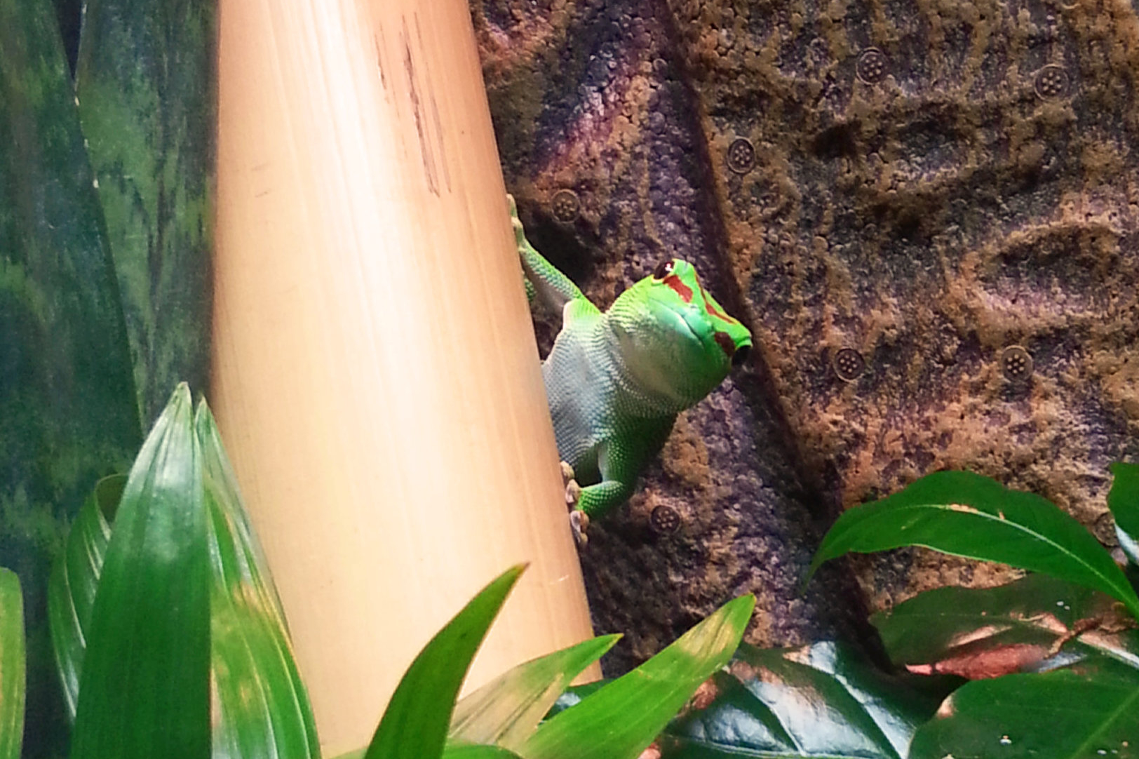 Gecko hinter Bambus versteckt
